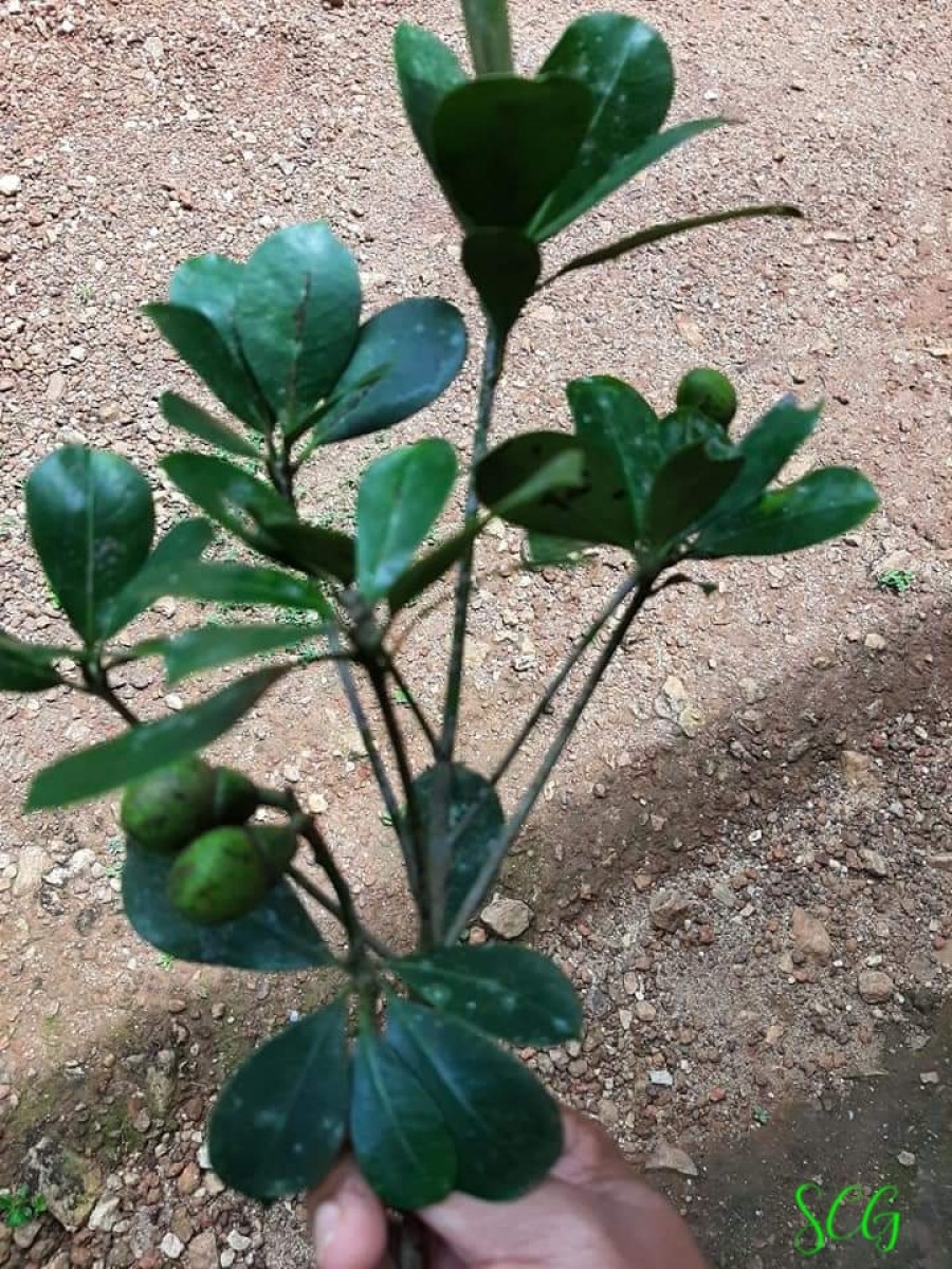 Semecarpus nigroviridis Thwaites